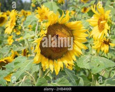 Field of sunflowers with a honeybee on the center of a sunflower in the center of the image. Photographed with shallow depth of field. Stock Photo