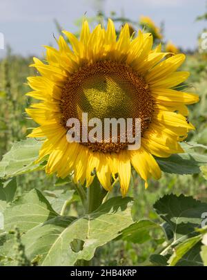 Sunlit sunflower with large leaves with a honeybee and spider in a field of sunflowers. Photographed with a shallow depth of field. Stock Photo