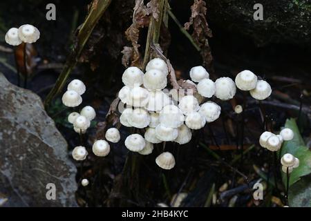 Marasmius rotula, known as the pinwheel mushroom,  pinwheel marasmius, little wheel, collared parachute or the horse hair fungus Stock Photo