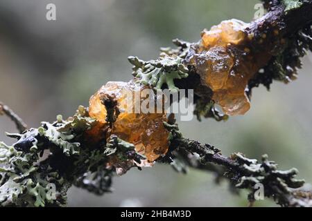 Gymnosporangium cornutum, known as rowan crown, wild fungus from Finland Stock Photo