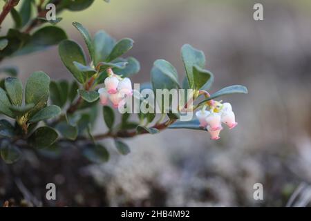Arctostaphylos uva-ursi, known as Bearberry or Kinnikinnik, wild plant from Finland