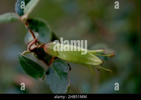 Correas - Native Fuschia in Australia - (Correa Reflexa) have bushes with green flowers and bushes with red flowers. They are the same species. Stock Photo