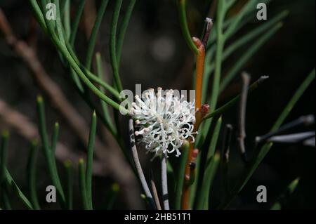 Bushy Needlewood or Silky Hakea (Hakea Sericea) is usually a straggly bush. This one had grown into a small tree - covered in white flowers. Stock Photo