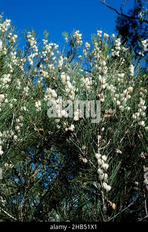 Bushy Needlewood or Silky Hakea (Hakea Sericea) is usually a straggly bush. This one had grown into a small tree - covered in white flowers. Stock Photo