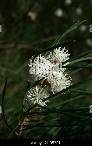 Bushy Needlewood or Silky Hakea (Hakea Sericea) is usually a straggly bush. This one had grown into a small tree - covered in white flowers. Stock Photo