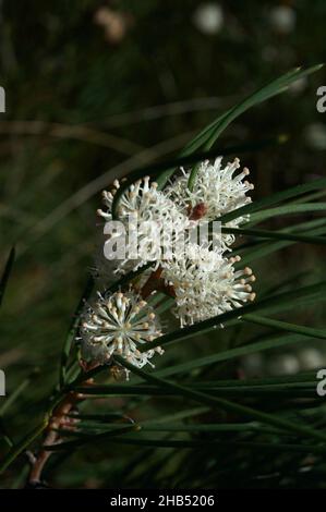 Bushy Needlewood or Silky Hakea (Hakea Sericea) is usually a straggly bush. This one had grown into a small tree - covered in white flowers. Stock Photo