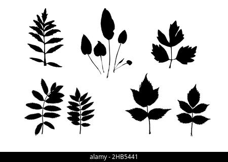 Set of various vector silhouettes of deciduous herbarium. Black leaf-shaped design elements on white background. Stock Vector