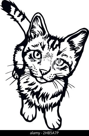 Cat, Peeking kitten - Cheerful kitty isolated on white - vector stock illustration Stock Vector