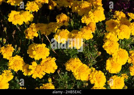 flowerbed of Yellow tagetes erecta in the garden in the summer season Stock Photo