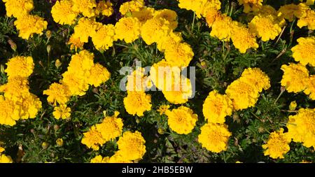 aztec marigold many flowers with bright yellow flower petals in the summer sun Stock Photo