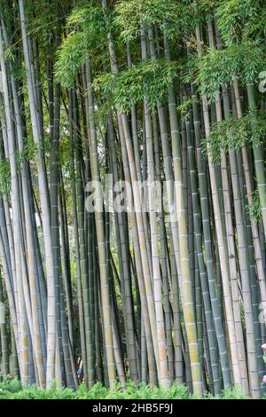 Bamboo trees close-up. Natural background. Vertical photo Stock Photo