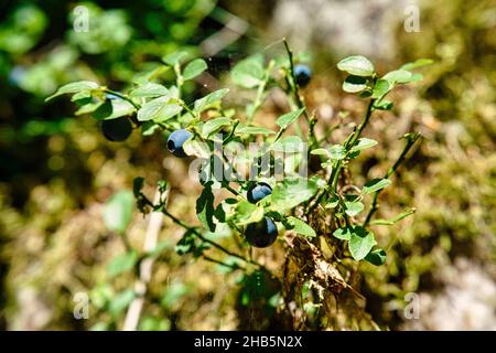 blueberry bush with ripe blueberries in sweden. the delicious little berries grow everywhere in the forest there Stock Photo
