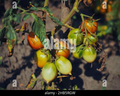 Ripening tomatoes on a branch, close-up. Homegrown vegetables. Stock Photo