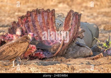 Lion (Panthera leo) feeding on a kill. South Luangwa National Park, Zambia Stock Photo