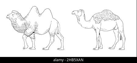 The dromedary and Bactrian camel illustration. Camels for coloring book. Stock Photo
