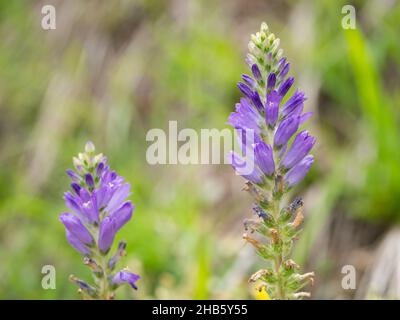 Closeup of a spiked bellflower (Campanula spicata) in the Austrian Alps Stock Photo