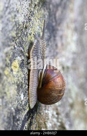 Helix pomatia, common names the Roman snail, Burgundy snail, and edible snail or escargo Stock Photo