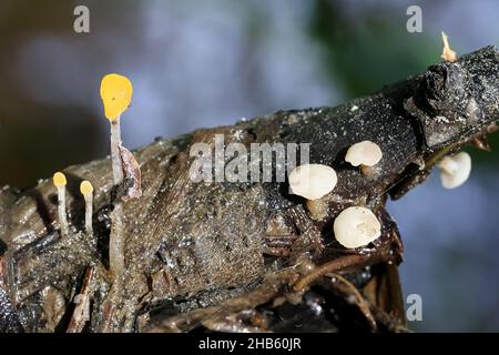 Mitrula paludosa, commonly known as swamp beacon or bog beacon, wild fungus from Finland Stock Photo