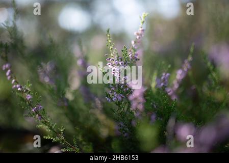 pink purple heather flowers outdoor Stock Photo