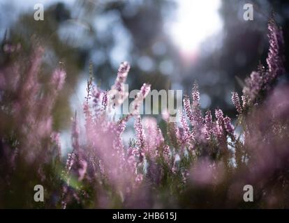 blooming heath with wild pink purple heather flowers Stock Photo