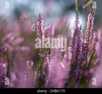 blooming heath with pink purple heather flowers Stock Photo