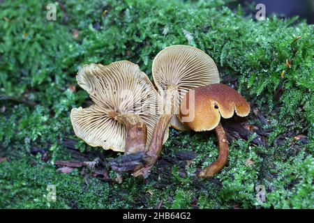 Flammulaster limulatus, known as golden powdercap, wild mushroom from Finland Stock Photo