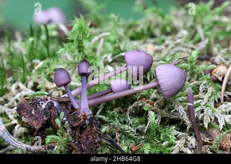 Mycena purpureofusca, commonly known as the purple edge bonnet, wild mushroom from Finland Stock Photo