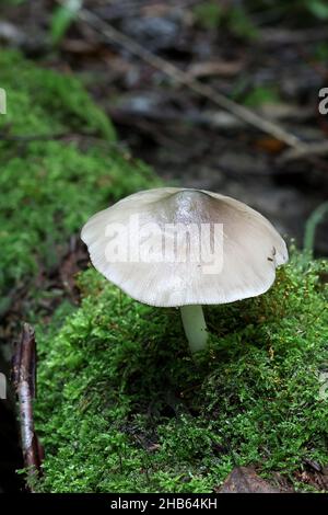 Pluteus salicinus, known as the Willow Shield, a psychedelic mushroom from Finland Stock Photo
