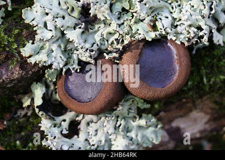 Bulgaria inquinans, known as black bulgar or Black Jelly Drops, wild fungus growing on oak in Finland Stock Photo