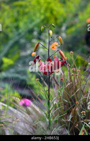 lilium red velvet,lilium red flavour,asiatic hybrid,red tiger lily,red tiger lilies,flowers,flowering,floriferous,,red flower,flowers,flowering,perenn Stock Photo