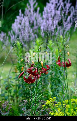 lilium red velvet,lilium red flavour,asiatic hybrid,red tiger lily,red tiger lilies,flowers,flowering,floriferous,,red flower,flowers,flowering,perenn Stock Photo