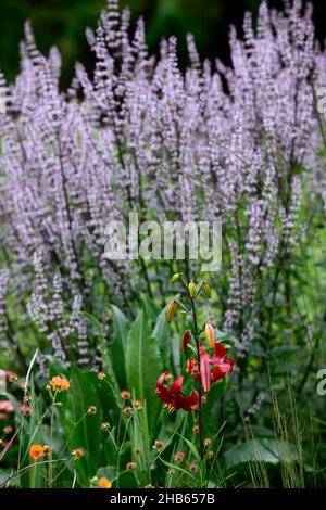 lilium red velvet,lilium red flavour,asiatic hybrid,red tiger lily,red tiger lilies,flowers,flowering,floriferous,,red flower,flowers,flowering,perenn Stock Photo