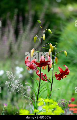 lilium red velvet,lilium red flavour,asiatic hybrid,red tiger lily,red tiger lilies,flowers,flowering,floriferous,,red flower,flowers,flowering,perenn Stock Photo