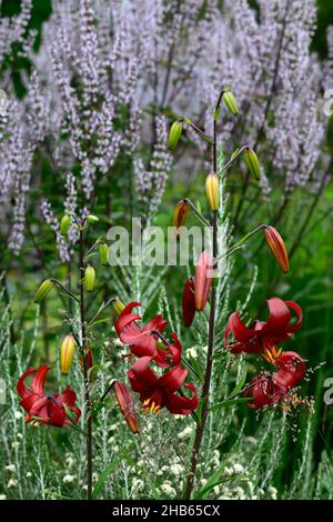 lilium red velvet,lilium red flavour,asiatic hybrid,red tiger lily,red tiger lilies,flowers,flowering,floriferous,,red flower,flowers,flowering,perenn Stock Photo