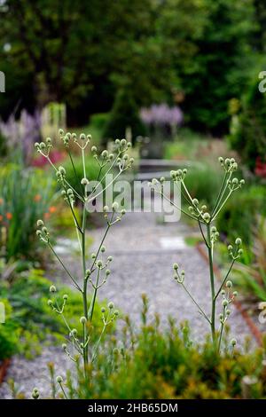 Eryngium pandanifolium Physic Purple,giant sea holly,thistle,thistles,ornamental plant,architectural plant,Eryngium descaisneum,eryngo,garden,rm flora Stock Photo