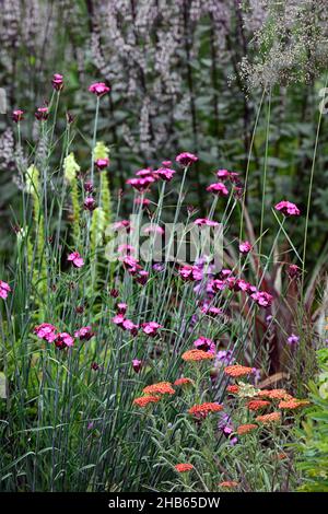 Dianthus carthusianorum,Carthusian pink,Achillea millefolium Terracotta,orange and pink flower,pink and orange flowers,flowering,perennial,mixed borde Stock Photo