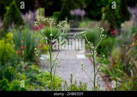 Eryngium pandanifolium Physic Purple,giant sea holly,thistle,thistles,ornamental plant,architectural plant,Eryngium descaisneum,eryngo,garden,rm flora Stock Photo