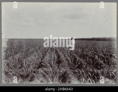 Overseer in field, A European overseer standing in a field of young plantings of sugar cane. Part of the photo album of the Tjomal sugar factory in the period ca. 1900-1919., anonymous, Comal, c. 1900 - 1919, photographic support, height 123 mm × width 173 mm Stock Photo