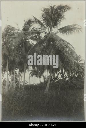 Coronie (title on object), Coconut trees in Coronie. Part of the photo album Souvenir de Voyage (part 2), about the life of the Doijer family in and around the plantation Ma Retraite in Suriname in the years 1906-1913., Hendrik Doijer (attributed to), Suriname, 1906 - 1913, photographic support, gelatin silver print, height 175 mm × width 122 mm Stock Photo