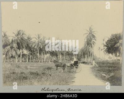 Coconut palms, Coronie (title on object), Coconut palms in Coronie. In the foreground is a European man sitting in a horse-drawn carriage. Part of the photo album Souvenir de Voyage (part 2), about the life of the Doijer family in and around the plantation Ma Retraite in Suriname in the years 1906-1913., Hendrik Doijer (attributed to), Suriname, 1906 - 1913, photographic support, gelatin silver print, height 118 mm × width 168 mm Stock Photo