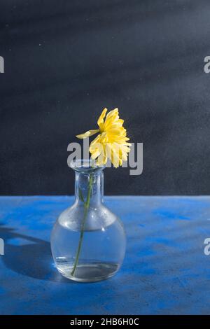Atmospheric image of yellow flower in a vase on blue and black background with creative shadows and drops of water Stock Photo