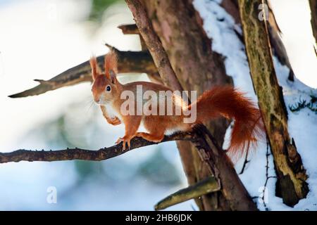European red squirrel, Eurasian red squirrel (Sciurus vulgaris), sits on a branch in winter, Germany, Bavaria Stock Photo