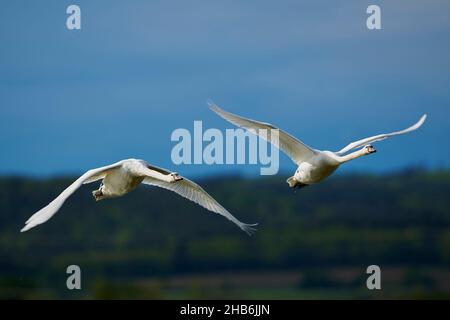 mute swan (Cygnus olor), Two mute swans in flight, Germany, Bavaria Stock Photo