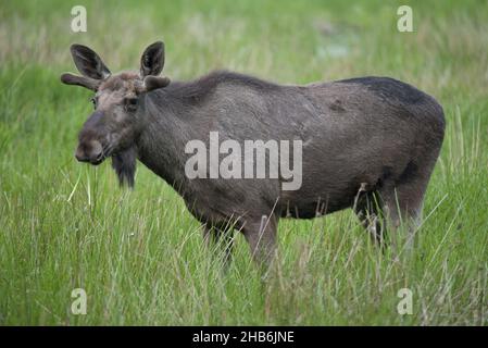 elk, European moose (Alces alces alces), bull elk stands in a marsh meadow, Sweden Stock Photo