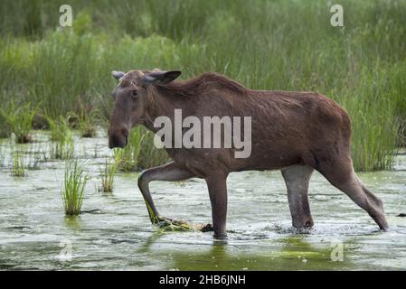 elk, European moose (Alces alces alces), female wading through shallow water, Sweden Stock Photo