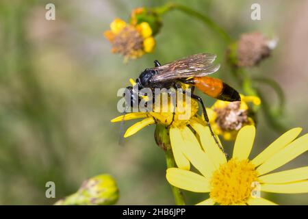 Digger wasp (Podalonia affinis, Sphex lutaria, Ammophila affinis), female sits on a flower, Germany Stock Photo