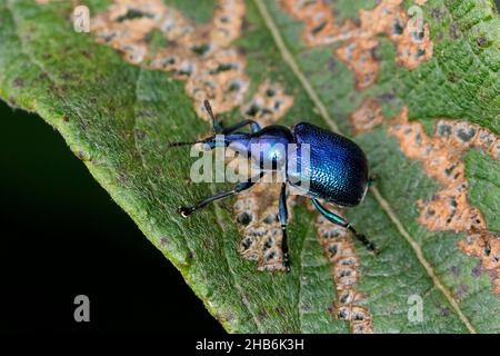 hazel leaf roller weevil (Byctiscus betulae), on withered leaf, Germany Stock Photo