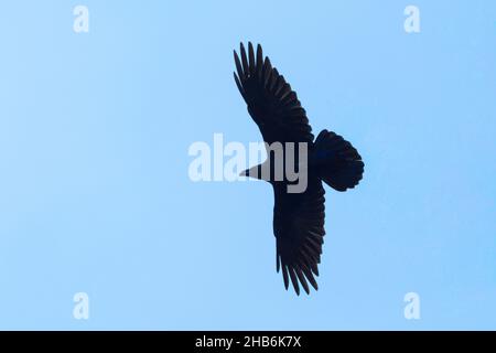 common raven (Corvus corax), in flight in front of blue sky, Germany Stock Photo