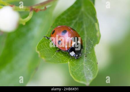 seven-spot ladybird, sevenspot ladybird, 7-spot ladybird (Coccinella septempunctata), sits on a leaf, Germany Stock Photo