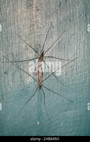 crane flies, crane-flies, daddy-long-legs (Tipula spec.), mating, Germany Stock Photo